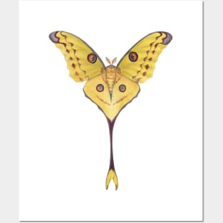 Comet Moth Posters and Art